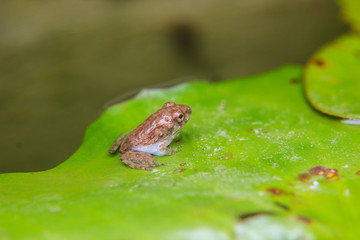 tadpoles or Baby frogs on a leaf