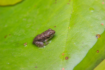 tadpoles or Baby frogs on a leaf