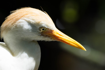 cattle egret