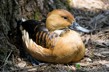 fulvous whistling duck