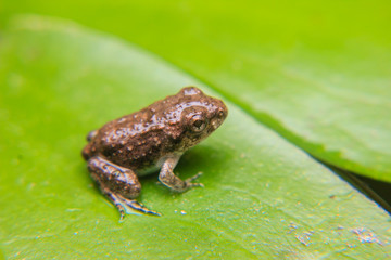 tadpoles or Baby frogs on a leaf