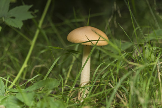 Mushroom in green grass in summer