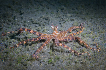 Wunderpus photogenicus octopus in Lembeh