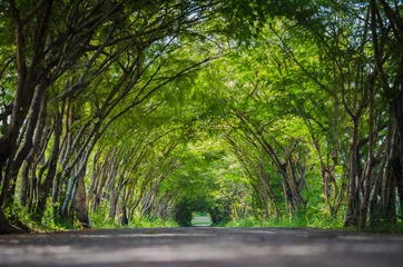 Rideaux velours Arbres route avec tunnel d& 39 arbres en thaïlande