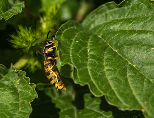 Wasp Early Summer Appearance