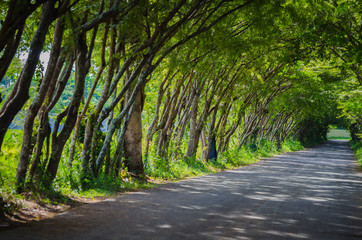 road with tree tunnel in thailand