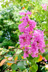 Lagerstroemia indica
