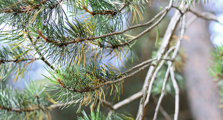 Branches of fir tree evergreen with needles