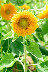 Sunflower 'Teddy bear'
