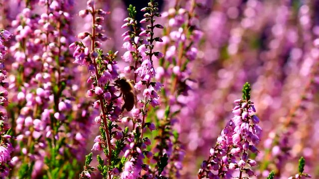 High definition movie of honey bees pollinating Heather flowers with blurred out of focus bokeh background in summer season 1920x1080