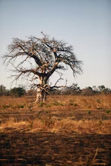 Tableaux ronds sur aluminium brossé Baobab baobab dans la savane africaine