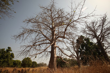 Fototapeta na wymiar baobab na afrykańskiej sawannie