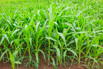Green corn field