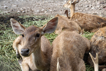 Group of deers sitting on the ground