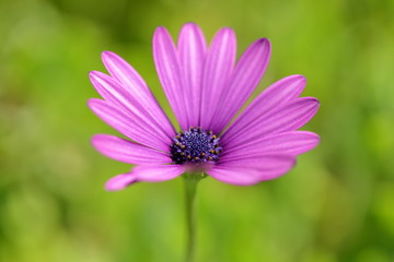 Osteospermum