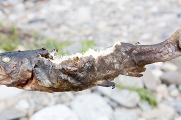 Dig as it is baked fish caught