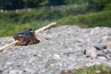 Dig as it is baked fish caught