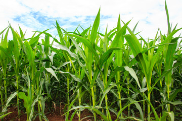 Green corn field
