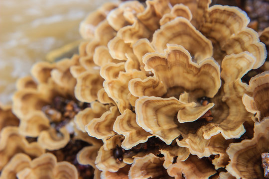 Close Up of mushroom