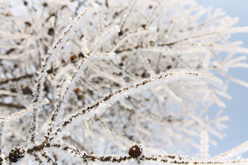 branches covered with snow