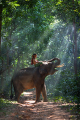 Obraz premium Asia person riding an elephant in the lights