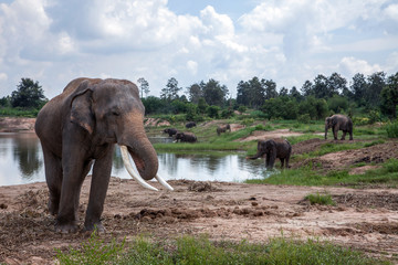 Asia elephant in the forest