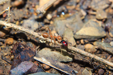 red ant