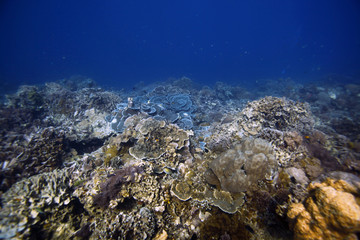 coral formations in Apo Island