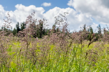 Feather grass meadow at green forest background