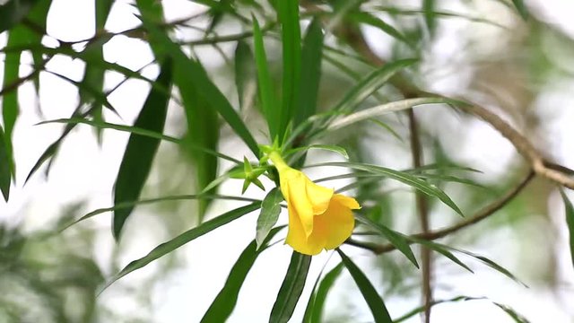 white, yellow, pastel colour oleander, Lucky Nut flower in yellow color with green leaves background in nature outdoor under natural sunlight