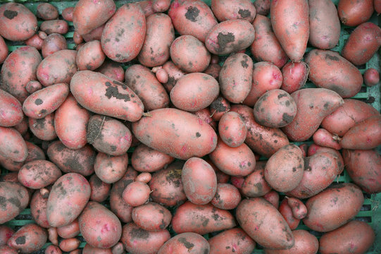 red potatoes texture