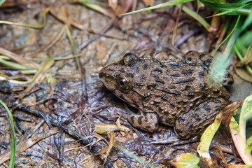 frog