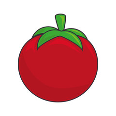 tomato vegetable ingredient food recipe nature organic salad vector illustration isolated