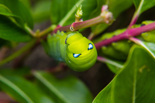 caterpillar worm on branch in the garden