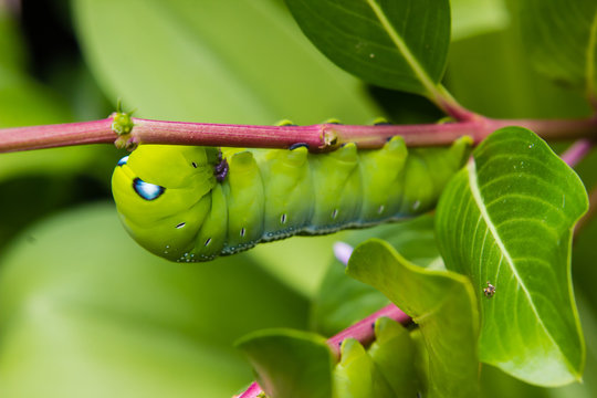 caterpillar worm on branch in the garden