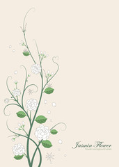 Fototapeta na wymiar Jasmin flower illustration