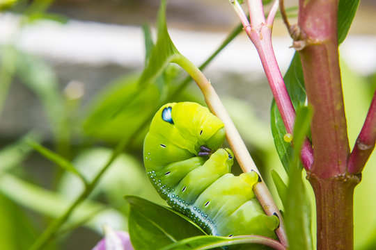 caterpillar worm on branch in the garden