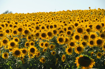 Fototapeta premium sunflower blooming in the field in summer