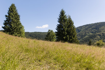 Pasture, forest and blue sky in the mountains.