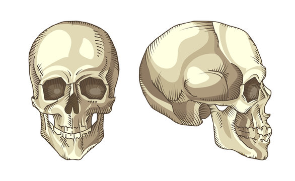 Illustration of anatomical skull