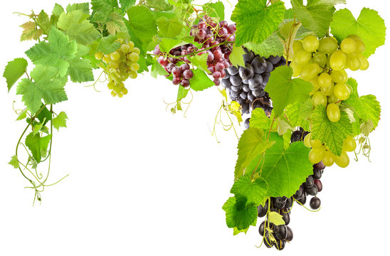 raisins et pampres de vigne 