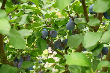 plum tree with fruits