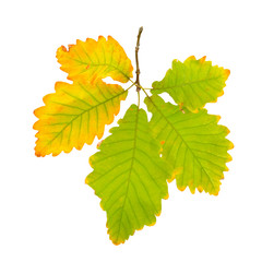 Autumn oak leaf isolated on white background