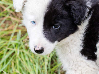 Border Collie puppy on a farm
