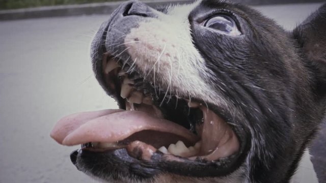 Close up to face of Boston terrier when waits for food. Detail of face, tongue in  Slow motion