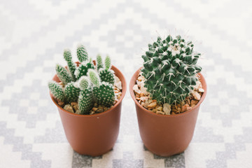 Cactus