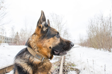 German shepherd dog is guarding an important object