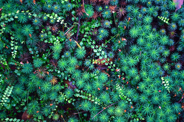 Giant moss, Dawsonia polytrichoides, and Maidenhair Fern  forming a ground cover in Australian...