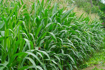 Obraz premium Rows and Rows of fresh unpicked corn.