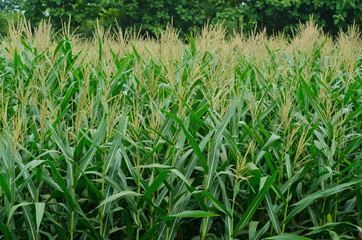 Fototapeta premium Rows and Rows of fresh unpicked corn.